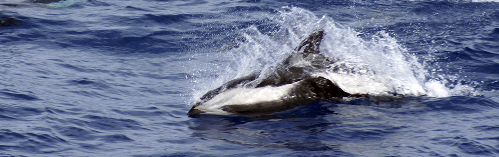HOURGLASS DOLPHIN Lagenorhynchus cruciger